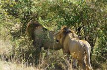 Daily departures 3 days masai mara by landcruiser