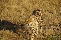 Daily departures 3 days masai mara by landcruiser