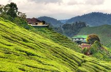 Full-day Cameron Highlands Day Trip from Kuala Lumpur
