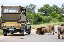 Full Day Safari - Kruger National Park