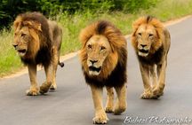 Full Day Safari - Kruger National Park