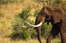 Full Day Safari - Kruger National Park