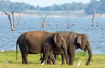 Minneriya National Park Safari from Habarana