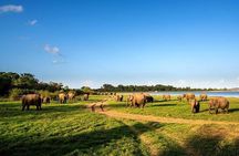 Minneriya National Park Safari from Habarana