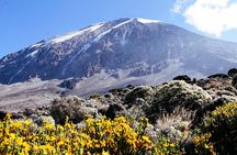7 Days Machame Route Trek Mount Kilimanjaro 