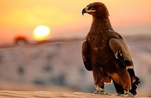 Evening Red Dunes Desert Safari: BBQ Dinner & Adventure Awaits!