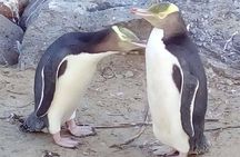 Private Guided Tour of Dunedin City Heritage and Unique Wildlife and Scenery