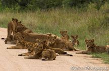 4 Day Bubezi Classic Safari & Panoramic Tour