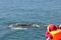 Icelandic Horse Riding and Whale Watching Cruise from Reykjavík
