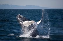 Icelandic Horse Riding and Whale Watching Cruise from Reykjavík