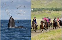 Icelandic Horse Riding and Whale Watching Cruise from Reykjavík