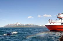 Whale Watching from Downtown Akureyri