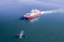 Whale Watching from Downtown Akureyri