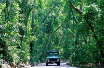 Tijuca Forest Jeep Tour