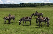 2-Day Akagera National Park Safari Adventure