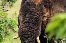 2-Day Akagera National Park Safari Adventure