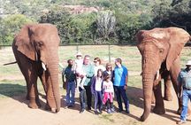 Elephant Walk Guided Tour from Johannesburg 