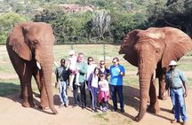 Elephant Walk Guided Tour from Johannesburg 