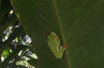 Arenal Volcano Hiking trail Observatory& Hot Spring+ lunch buffet