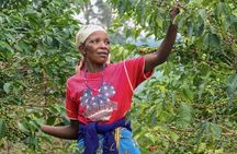 Original Historic Coffee Farm Guided Tour with Transfer