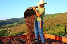 Original Historic Coffee Farm Guided Tour with Transfer