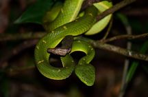 Walk in Santa Elena Cloud Forest Reserve