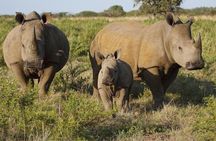 Game Drive And Rhino Walk