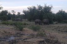 Game Drive And Rhino Walk