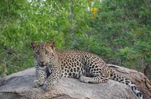Special leopards safari Yala National park - 04.30 am to 11.30 am