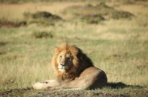 Classic Luxury 4 X 4 Masai Mara Safari 