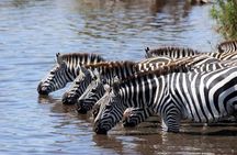 Classic Luxury 4 X 4 Masai Mara Safari 