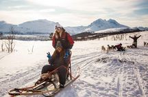 Husky Sledding Self-Drive Adventure in Tromso
