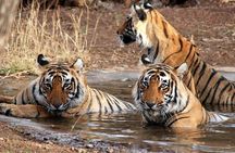 8-Day Private Golden Triangle Tour with a Ranthambore Wildlife Safari