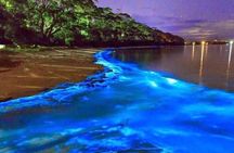 Mesmerizing Luminous Lagoon (Glistening Waters) Night Tour