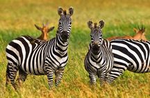 4 Day Tanzania Luxury Safari