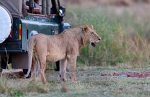 5 Days 4 Nights Tarangire, Serengeti , Ngorongoro & Manyara Wildlife Safari 