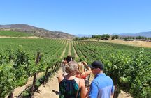The Temecula Wine Tour from Anaheim 