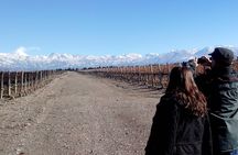 Full day Uco Valley Wine Experience with Salentein