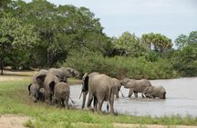 4 Days Safari to Nyerere NP (Selous GR) - Camping in the heart of the Park
