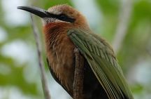 4 Days Safari to Nyerere NP (Selous GR) - Camping in the heart of the Park
