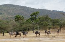 6 Days Safari to Mikumi Np, Udzungwa Mountain NP and Nyerere NP (Selous GR)