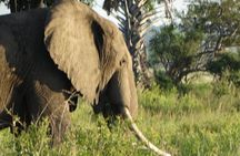 3 Days Safari to Mikumi NP - Accommodation Inside the Park