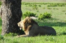 3 Days Safari to Mikumi NP - Accommodation Inside the Park