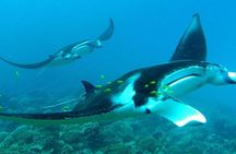 Reef Discovery Private Half Day Lagoon Tour
