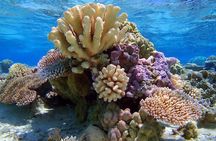 Reef Discovery Half Day Group Signature Tour