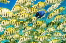 Reef Discovery Half Day Group Signature Tour