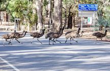 Grampians National Park with MacKenzie Falls and Kangaroos