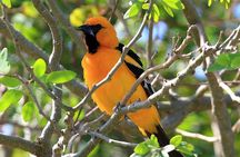 Bird watching ecofriendly tour from Cancun & Riviera Maya