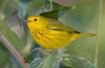 Bird watching ecofriendly tour from Cancun & Riviera Maya