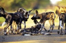 1 Day 1 Night Hwange National Park Safari